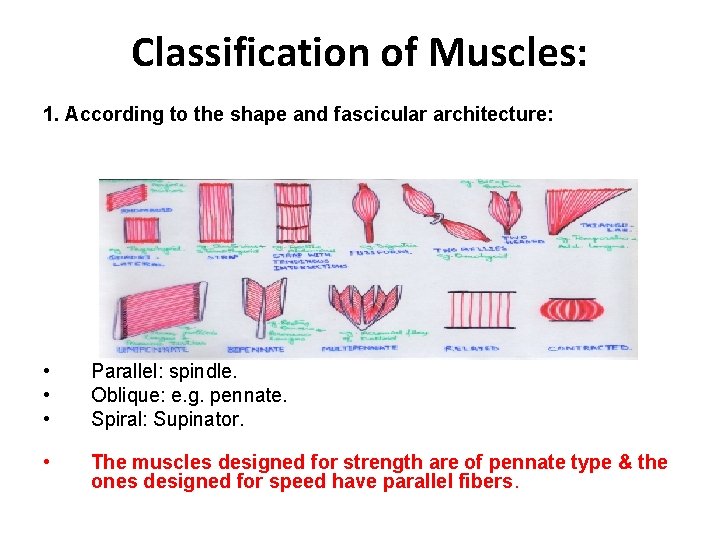 Classification of Muscles: 1. According to the shape and fascicular architecture: • • •