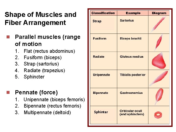 Shape of Muscles and Fiber Arrangement Strap n Parallel muscles (range of motion 1.