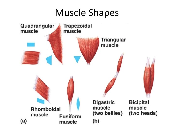 Muscle Shapes 