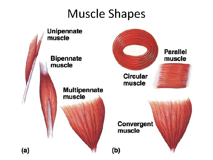 Muscle Shapes 