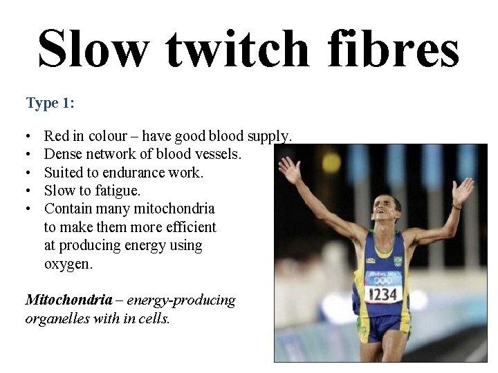 Slow twitch fibres Type 1: • • • Red in colour – have good