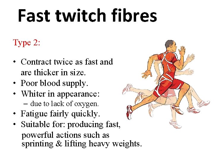 Fast twitch fibres Type 2: • Contract twice as fast and are thicker in