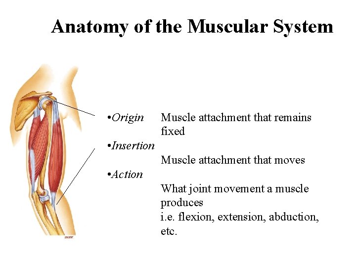 Anatomy of the Muscular System • Origin Muscle attachment that remains. fixed • Insertion