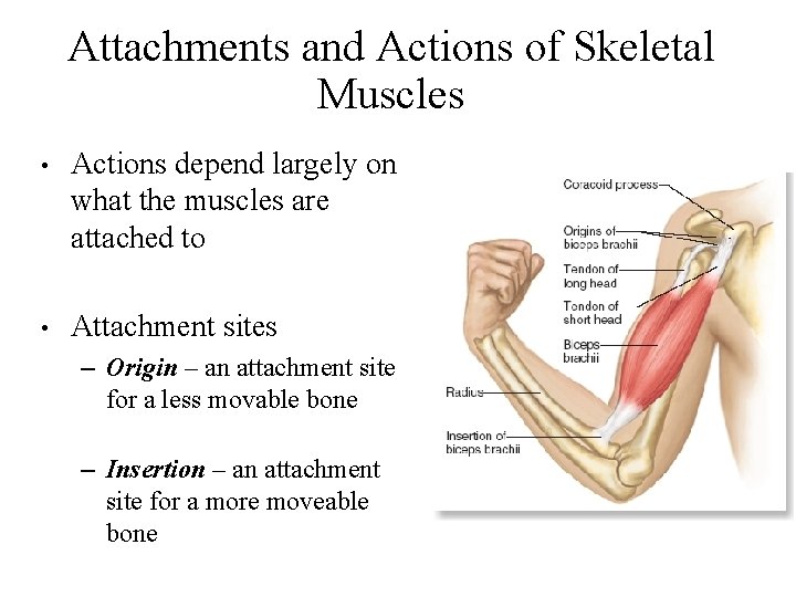 Attachments and Actions of Skeletal Muscles • Actions depend largely on what the muscles