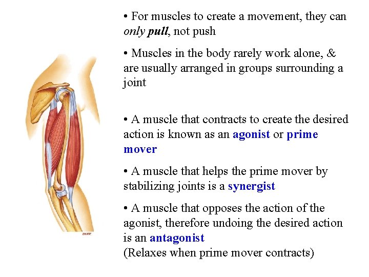  • For muscles to create a movement, they can only pull, not push