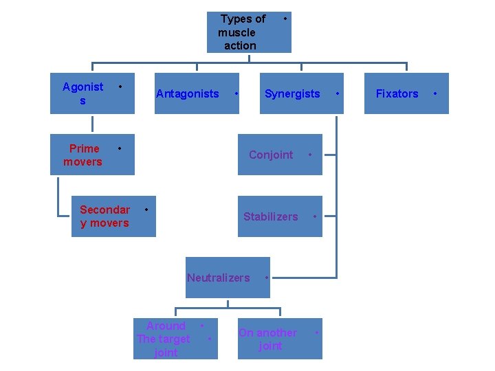 Types of muscle action Agonist s • Prime movers • Secondar y movers Antagonists