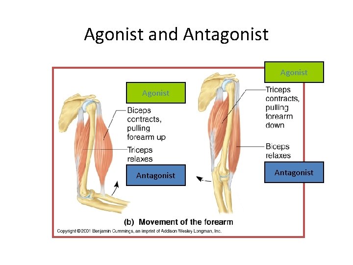 Agonist and Antagonist Agonist Antagonist 