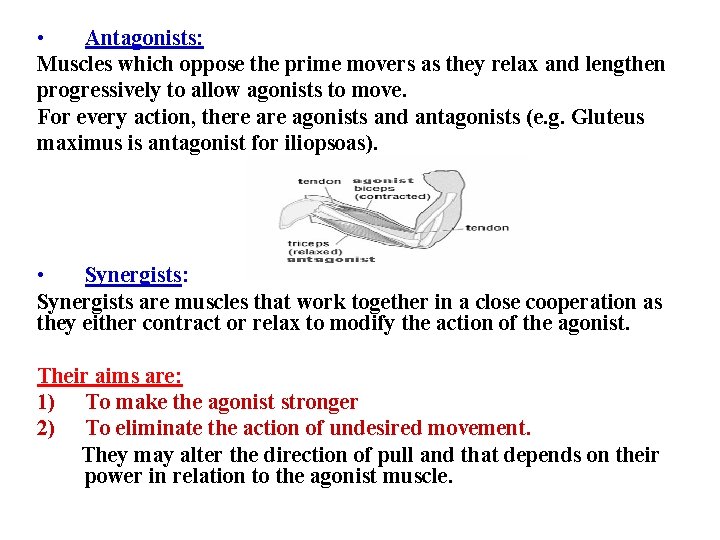  • Antagonists: Muscles which oppose the prime movers as they relax and lengthen