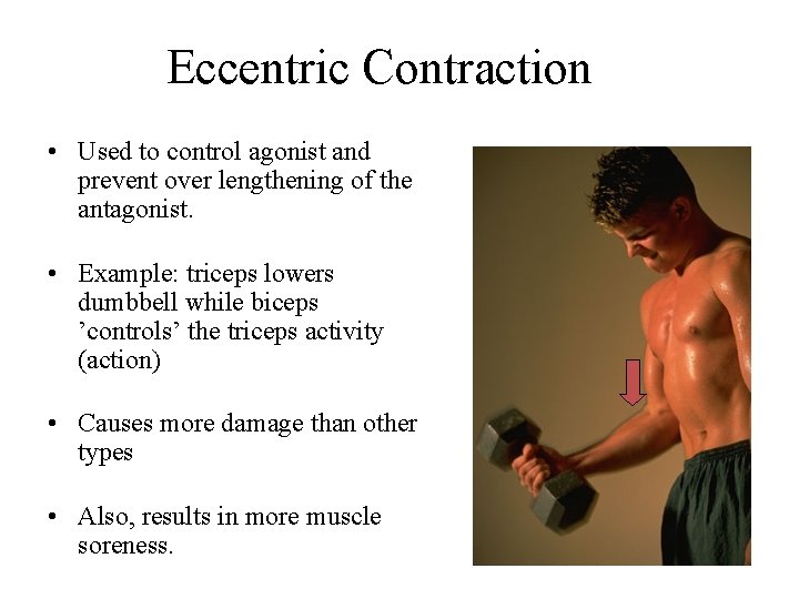 Eccentric Contraction • Used to control agonist and prevent over lengthening of the antagonist.