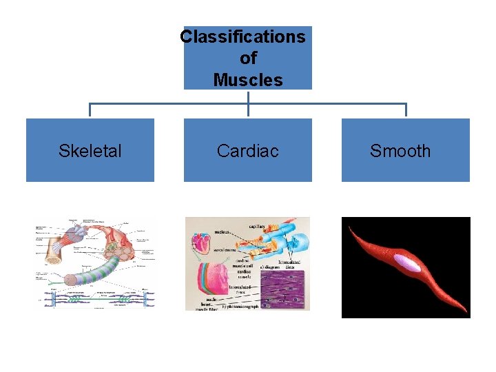 Classifications of Muscles Skeletal Cardiac Smooth 