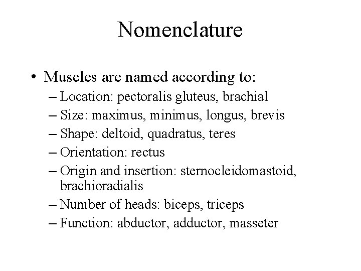 Nomenclature • Muscles are named according to: – Location: pectoralis gluteus, brachial – Size: