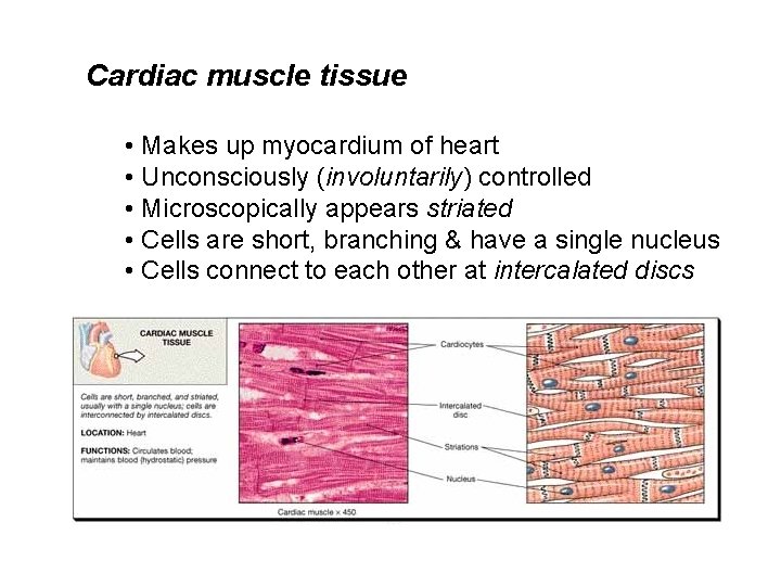 Cardiac muscle tissue • Makes up myocardium of heart • Unconsciously (involuntarily) controlled •