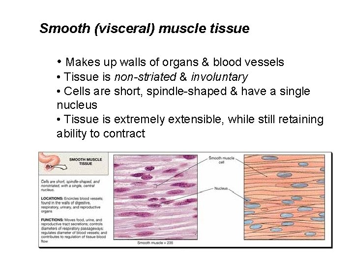 Smooth (visceral) muscle tissue • Makes up walls of organs & blood vessels •