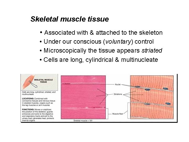 Skeletal muscle tissue • Associated with & attached to the skeleton • Under our