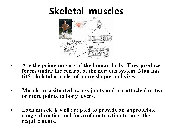Skeletal muscles • Are the prime movers of the human body. They produce forces