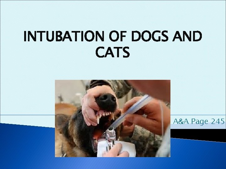 INTUBATION OF DOGS AND CATS A&A Page 245 