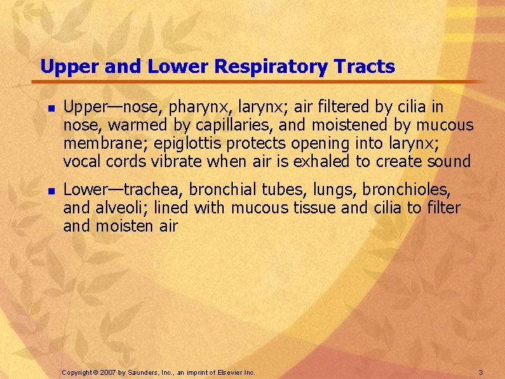 Upper and Lower Respiratory Tracts n n Upper—nose, pharynx, larynx; air filtered by cilia