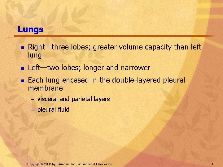 Lungs n n n Right—three lobes; greater volume capacity than left lung Left—two lobes;