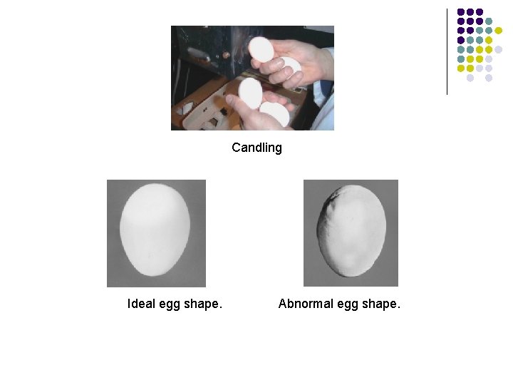 Candling Ideal egg shape. Abnormal egg shape. 