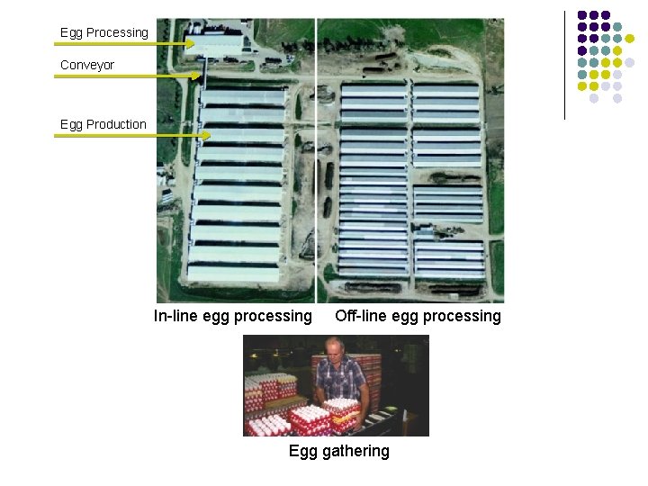 Egg Processing Conveyor Egg Production In-line egg processing Off-line egg processing Egg gathering 