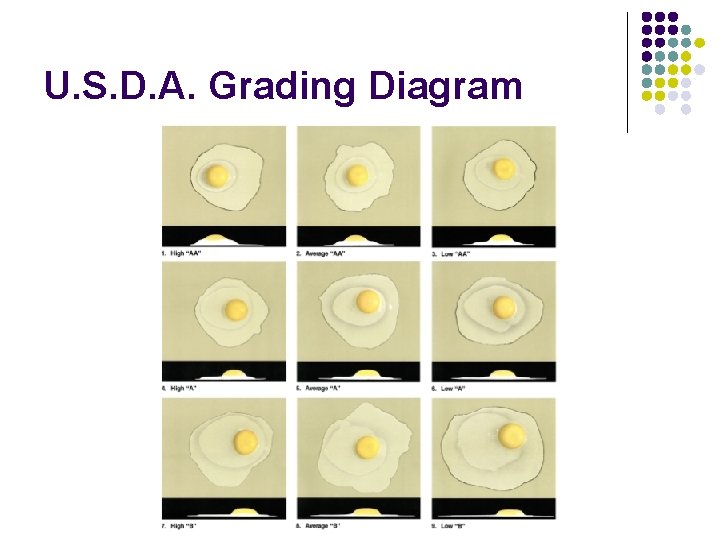 U. S. D. A. Grading Diagram 