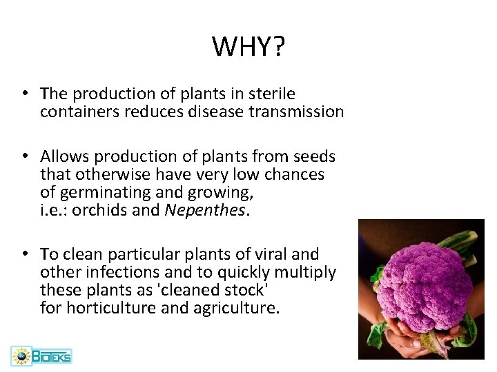 WHY? • The production of plants in sterile containers reduces disease transmission • Allows