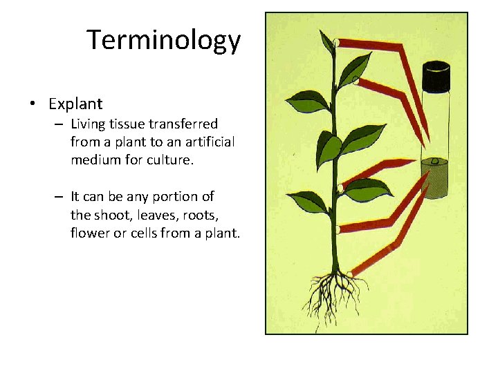 Terminology • Explant – Living tissue transferred from a plant to an artificial medium