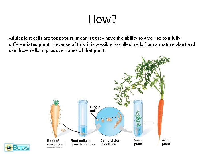 How? Adult plant cells are totipotent, meaning they have the ability to give rise