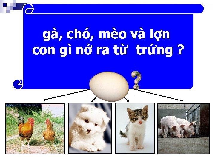 gà, chó, mèo và lợn con gì nở ra từ trứng ? 