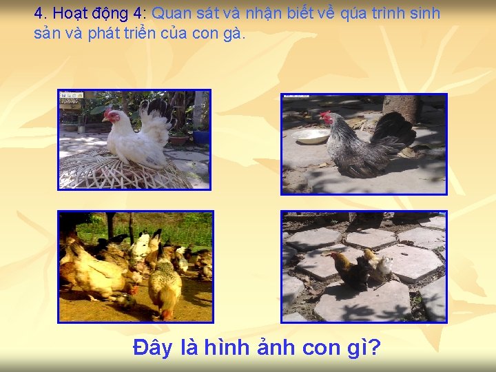 4. Hoạt động 4: Quan sát và nhận biết về qúa trình sinh sản