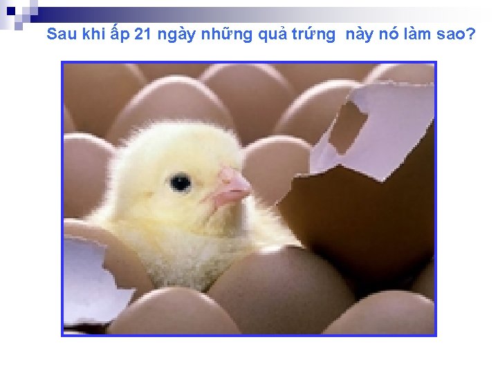 Sau khi ấp 21 ngày những quả trứng này nó làm sao? 
