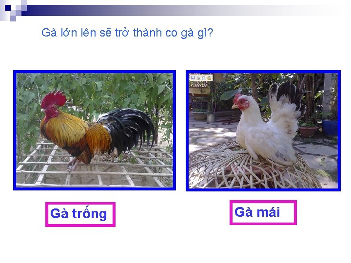 Gà lớn lên sẽ trở thành co gà gì? Gà trống Gà mái 