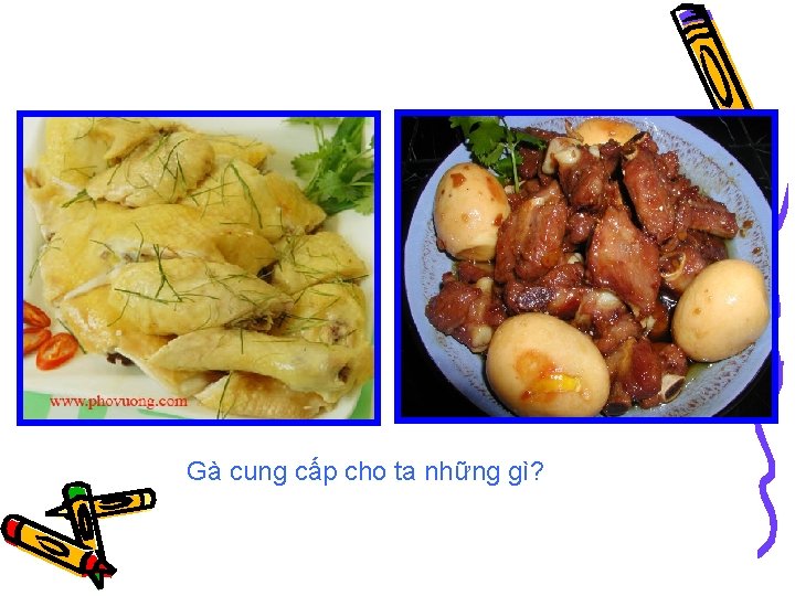 Gà cung cấp cho ta những gì? 