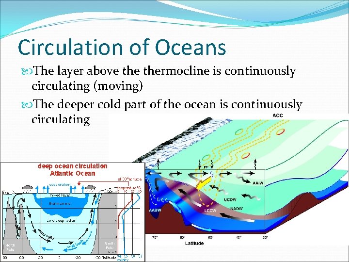 Circulation of Oceans The layer above thermocline is continuously circulating (moving) The deeper cold