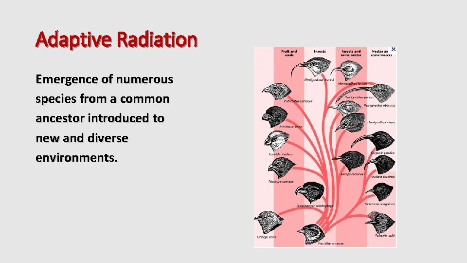 Adaptive Radiation Emergence of numerous species from a common ancestor introduced to new and