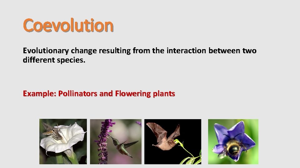 Coevolution Evolutionary change resulting from the interaction between two different species. Example: Pollinators and