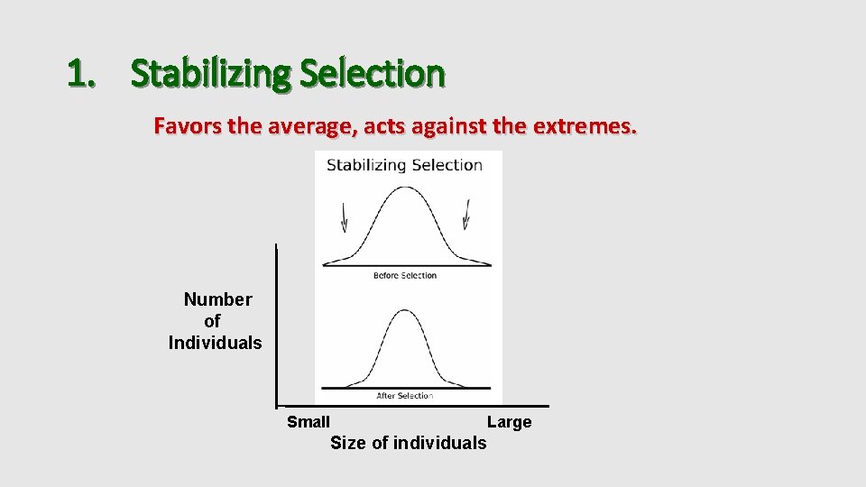 1. Stabilizing Selection Favors the average, acts against the extremes. Number of Individuals Small