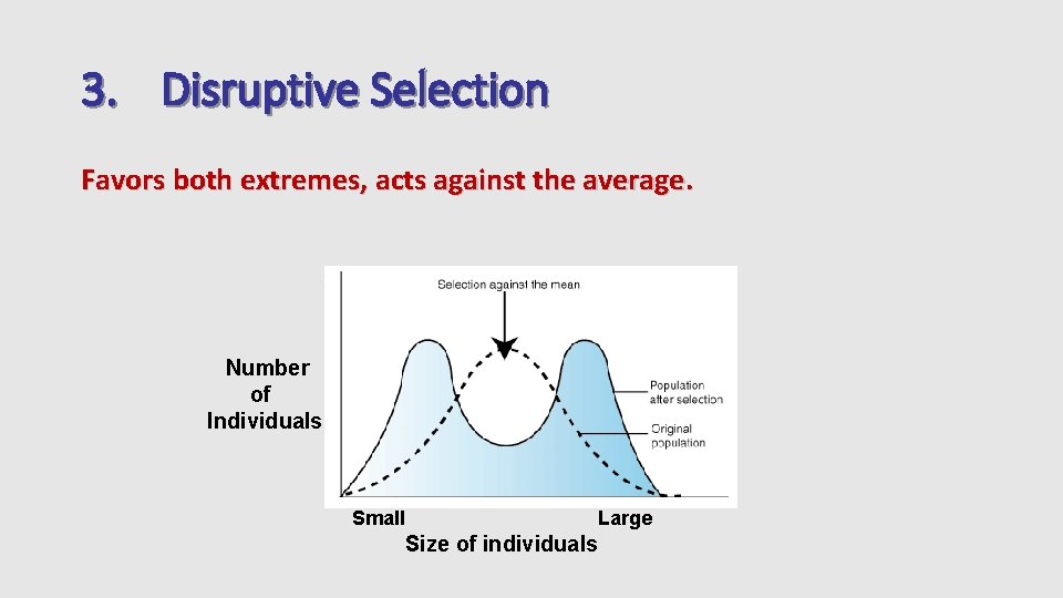 3. Disruptive Selection Favors both extremes, acts against the average. Number of Individuals Small