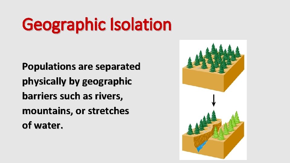 Geographic Isolation Populations are separated physically by geographic barriers such as rivers, mountains, or