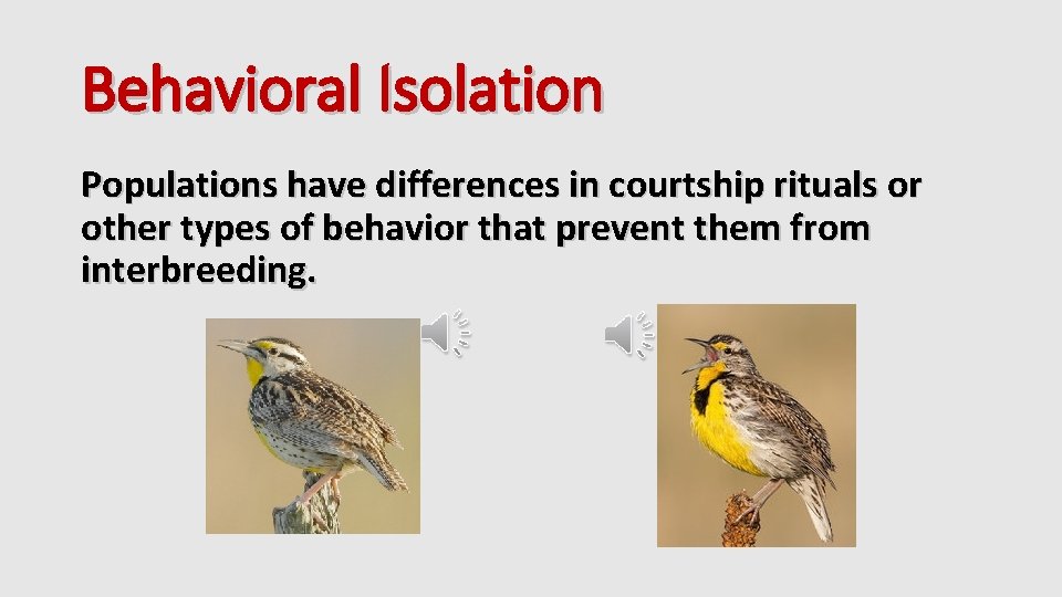 Behavioral Isolation Populations have differences in courtship rituals or other types of behavior that