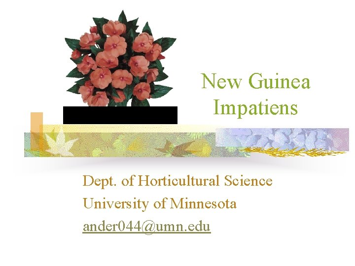 New Guinea Impatiens Dept. of Horticultural Science University of Minnesota ander 044@umn. edu 