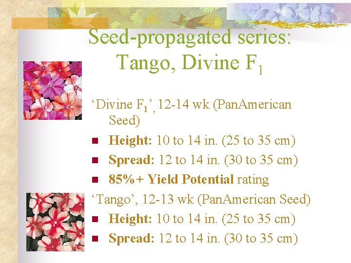 Seed-propagated series: Tango, Divine F 1 ‘Divine F 1’, 12 -14 wk (Pan. American