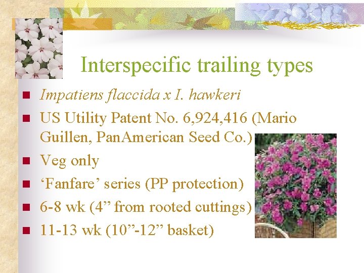 Interspecific trailing types n n n Impatiens flaccida x I. hawkeri US Utility Patent