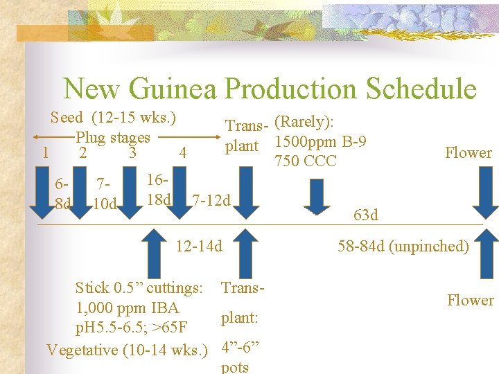 New Guinea Production Schedule Seed (12 -15 wks. ) Plug stages 1 2 3