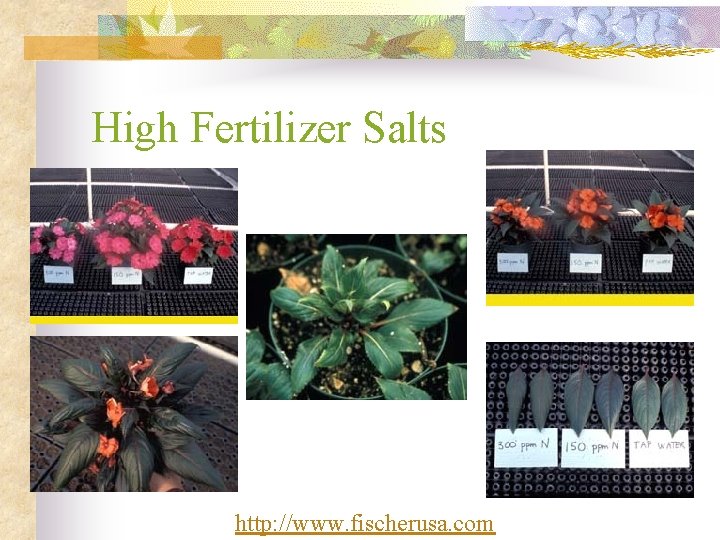 High Fertilizer Salts http: //www. fischerusa. com 