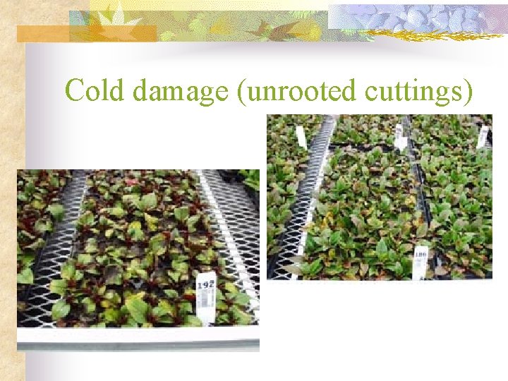 Cold damage (unrooted cuttings) 