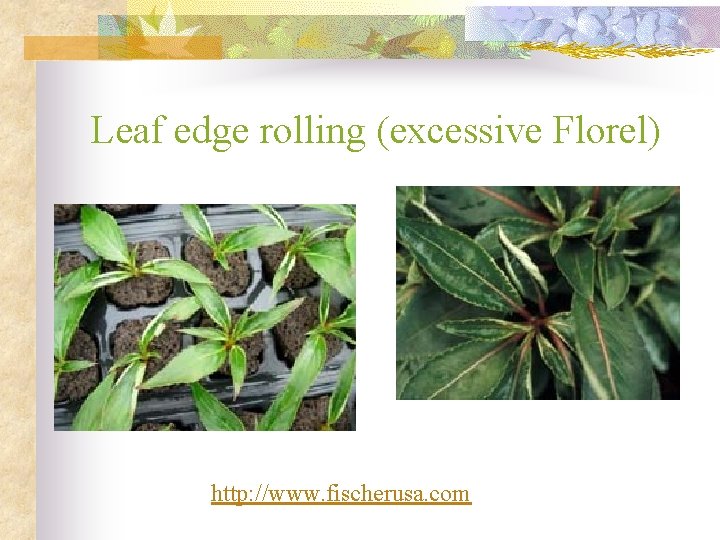 Leaf edge rolling (excessive Florel) http: //www. fischerusa. com 