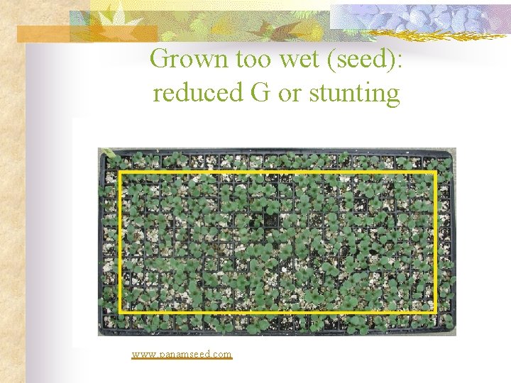 Grown too wet (seed): reduced G or stunting www. panamseed. com 