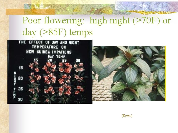 Poor flowering: high night (>70 F) or day (>85 F) temps (Erwin) 