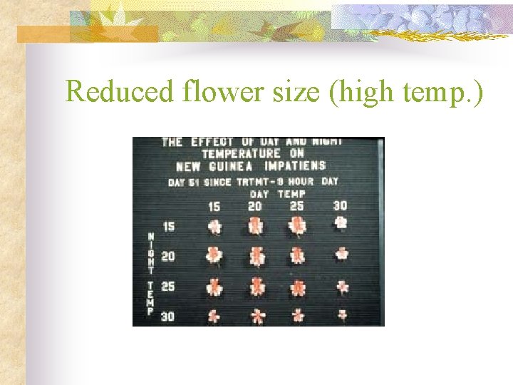 Reduced flower size (high temp. ) 